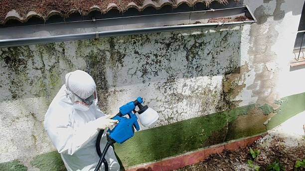 Top rated local Crawl Space Mold Removal specialists in San Antonio, FL